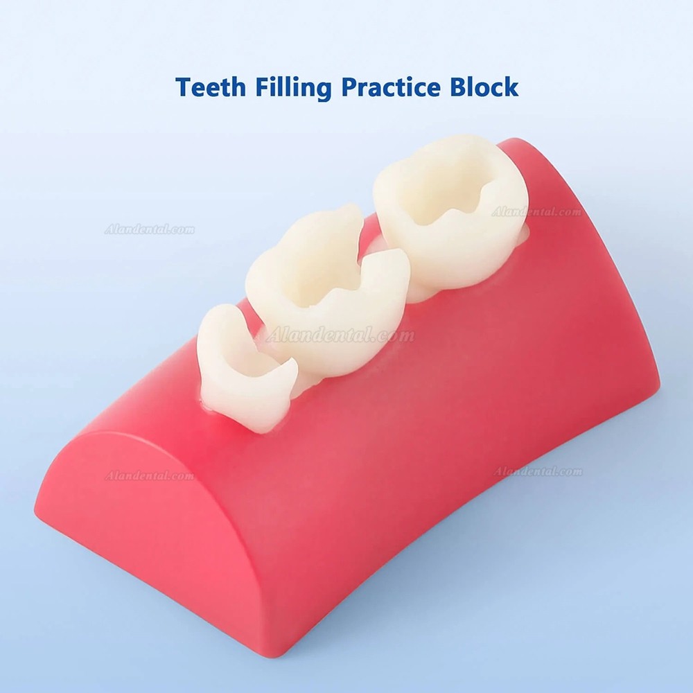 Dental Inlay Exercise Block Composite Resin Filling Teeth